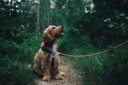 Pacote de fotos de animais adoráveis