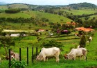 Fazenda à venda com belas pastagens, casa sede e paisagem privilegiada