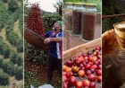 Do grão à experiência: como o Caparaó transforma café em produto turístico e amplia o potencial do Sul do ES